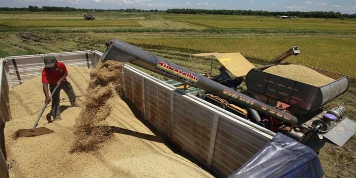 Soja cereales agro N