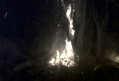 Arbol incendiado