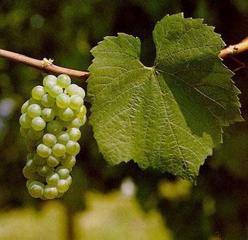 Chardonnay