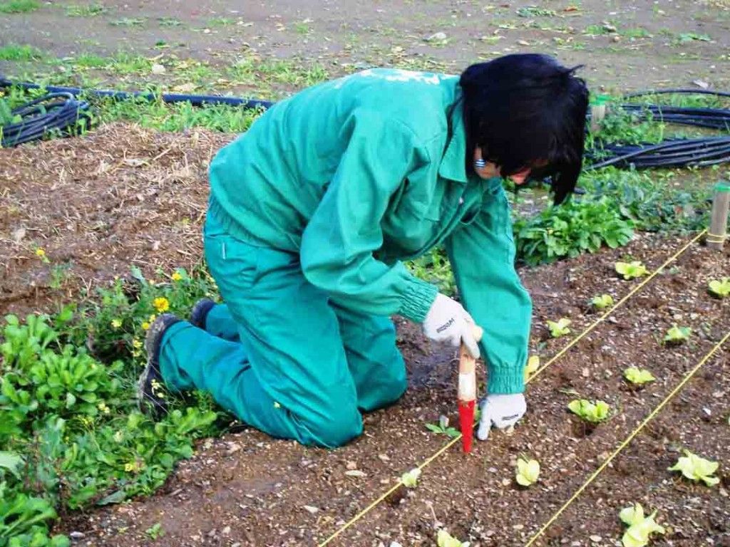 Eco-agricultura-ecologica