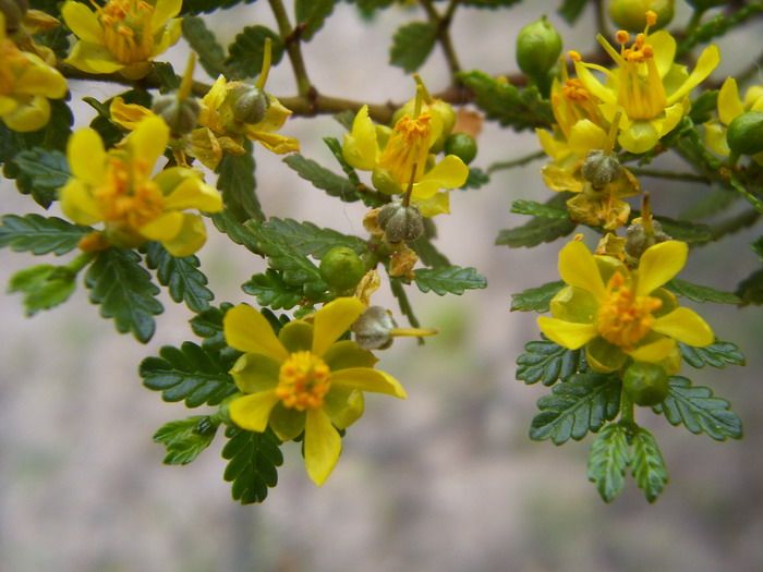 Jarilla crespa