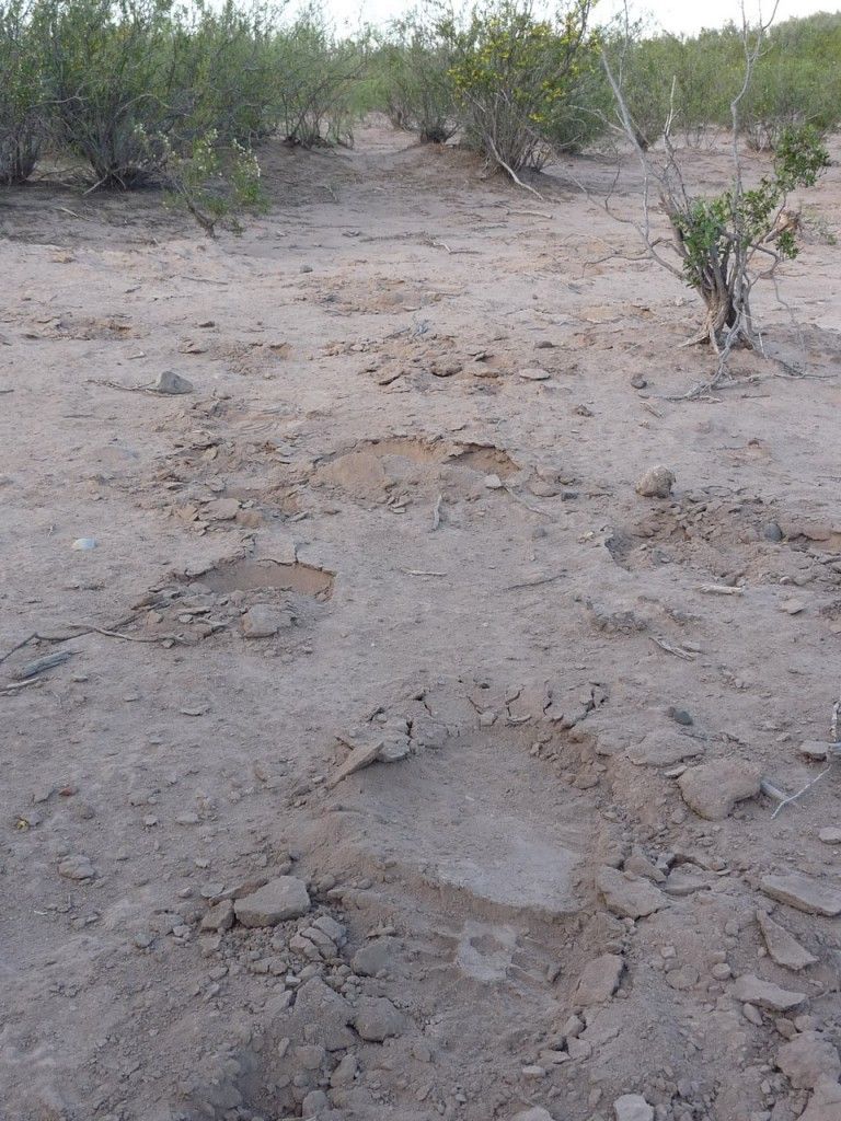 Policia rural Huellas de caballos