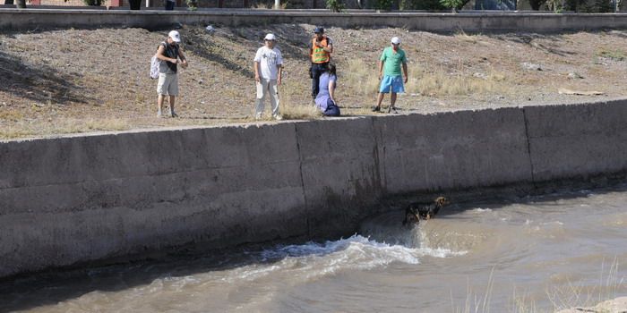 Perros salvados en el canal Cacique Guaymallén - Nota