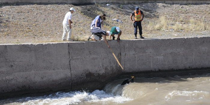 Perros salvados en el canal Cacique Guaymallén - Nota2