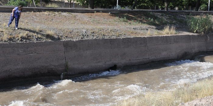 Perros salvados en el canal Cacique Guaymallén - Nota4
