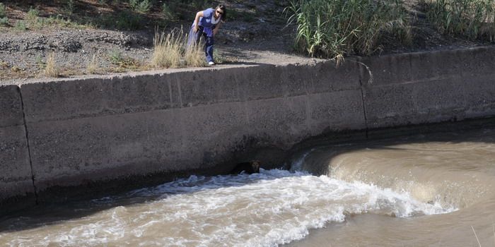 Perros salvados en el canal Cacique Guaymallén - Nota5