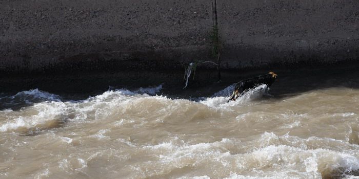 Perros salvados en el canal Cacique Guaymallén - Nota6
