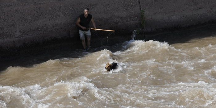 Perros salvados en el canal Cacique Guaymallén - Nota10
