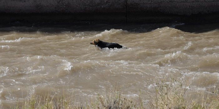 Perros salvados en el canal Cacique Guaymallén - Nota11