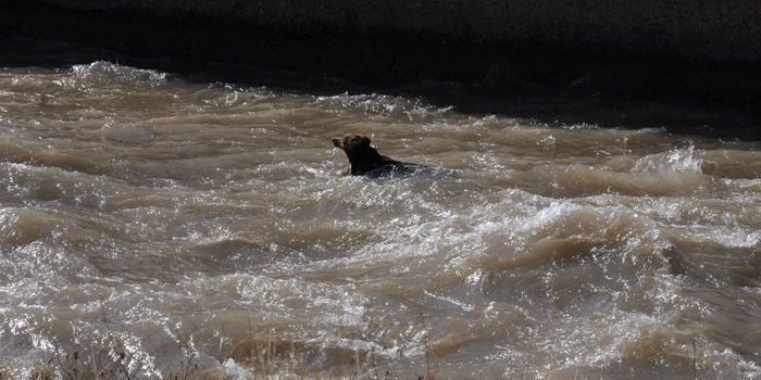 Perros salvados en el canal Cacique Guaymallén - Nota12
