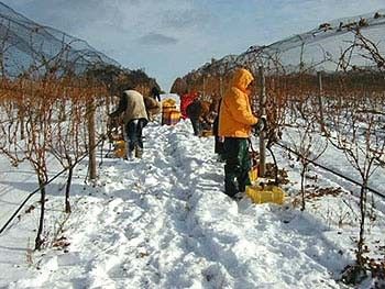 Ice Wine