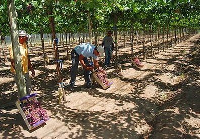 Parrales san luis.jpg P