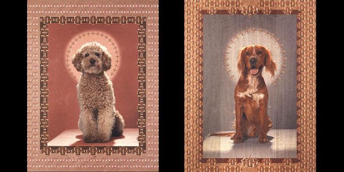 perros