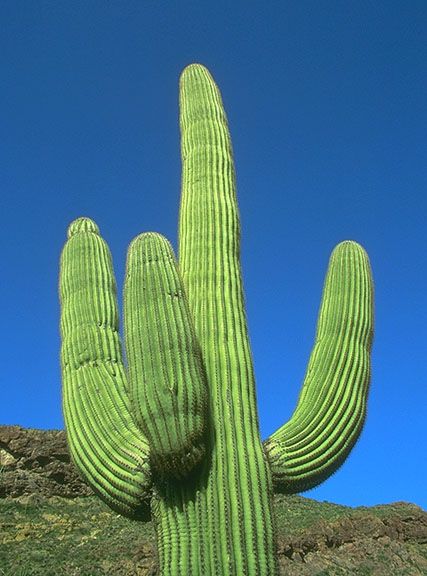 Cactus