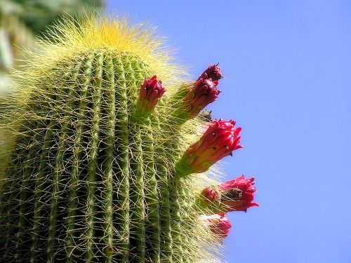 Cactus-02-wallpaper