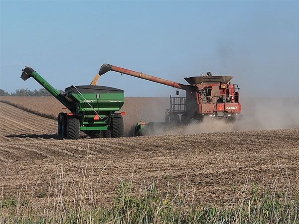 Soja - cosecha