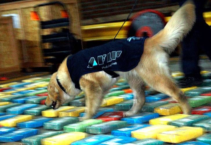 Perros_antinarcoticos_ezeiza_g_jpg_1121220956