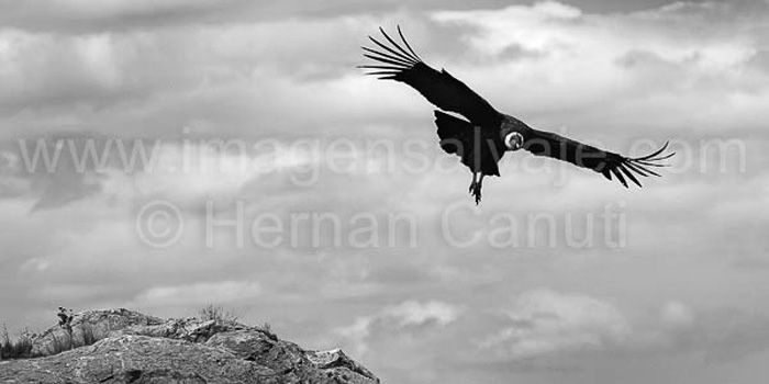 Condor Volando