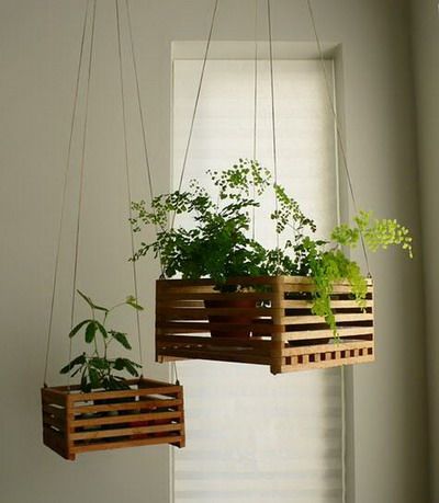 Plantas-colgantes-casas-gatos-L-1 b