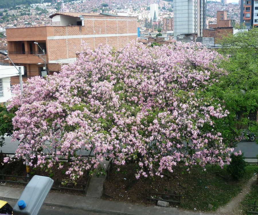 Arbol florido medellin