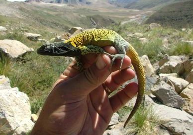 Lagartija amarilla p1