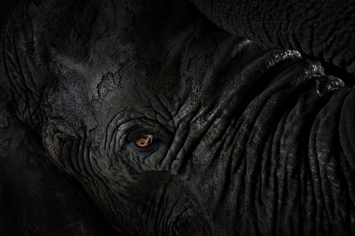 fotografía, elefante