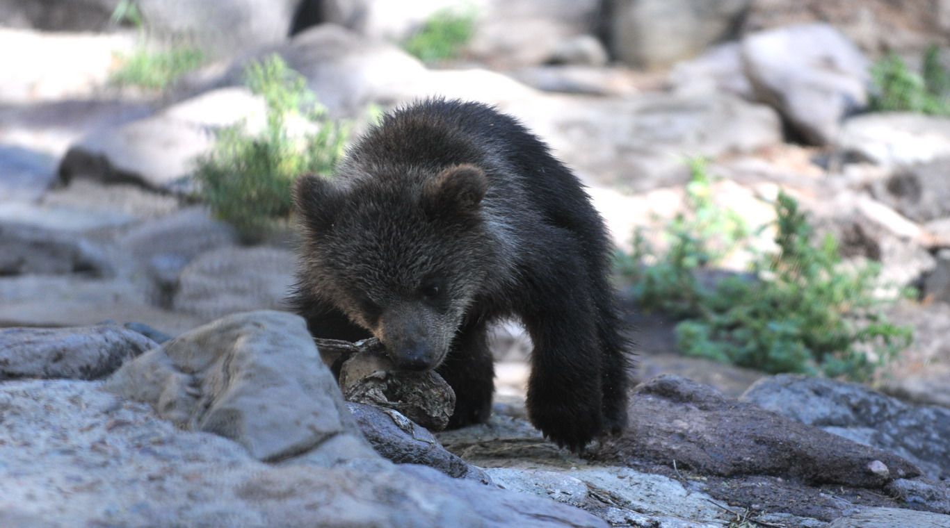 Zoologico Mendoza 10