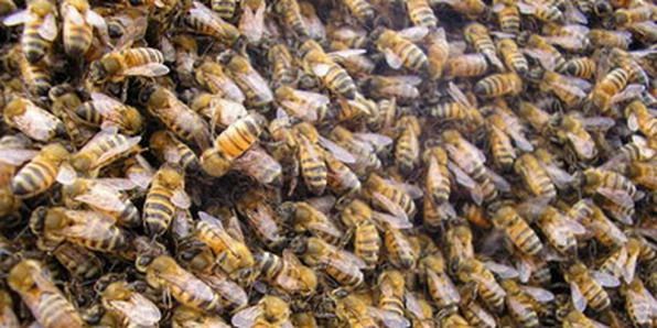 Abejas2 N