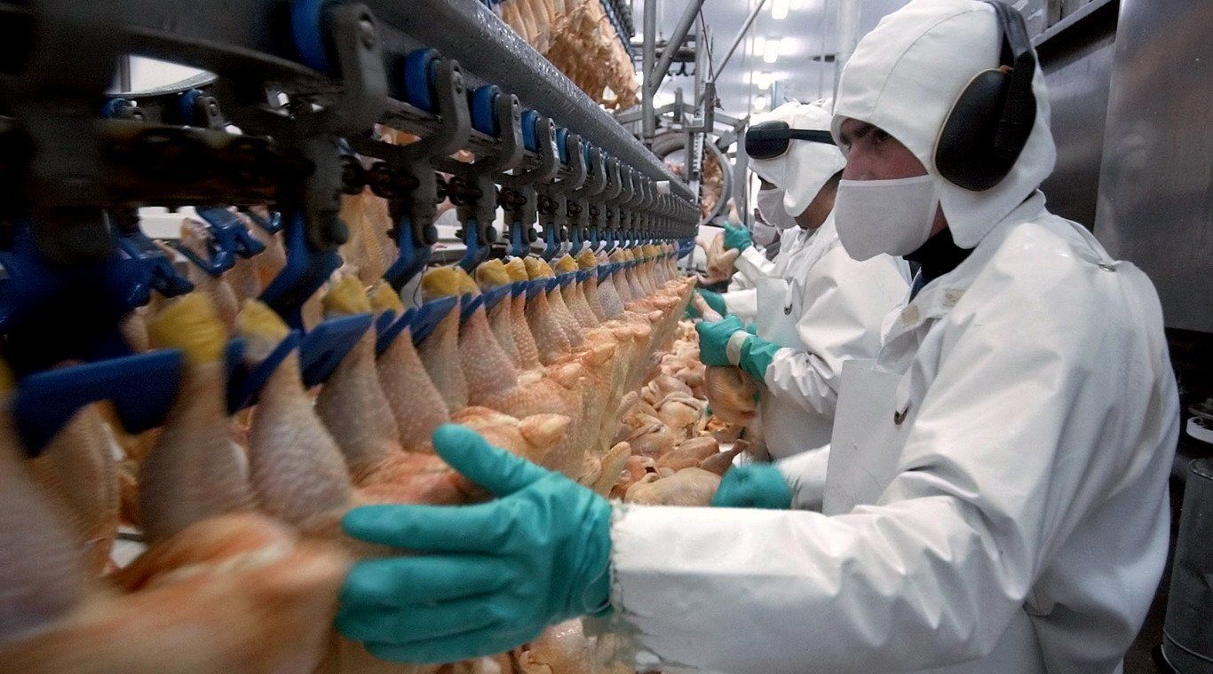 Pollos avícola industria New