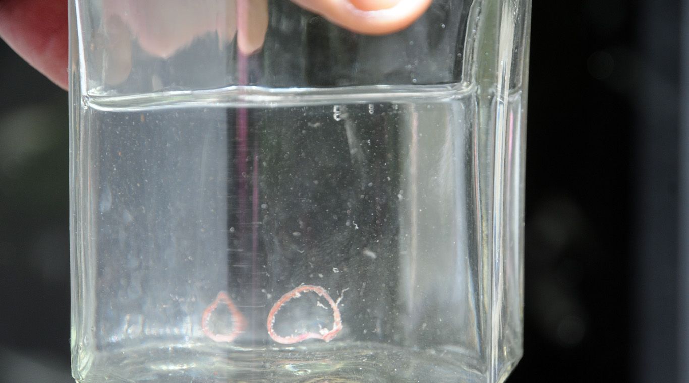 Lombriz en agua potable 2