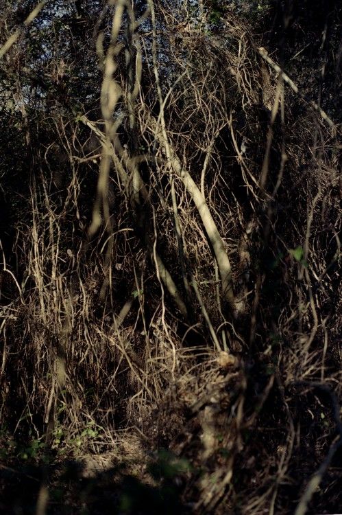 Bosque