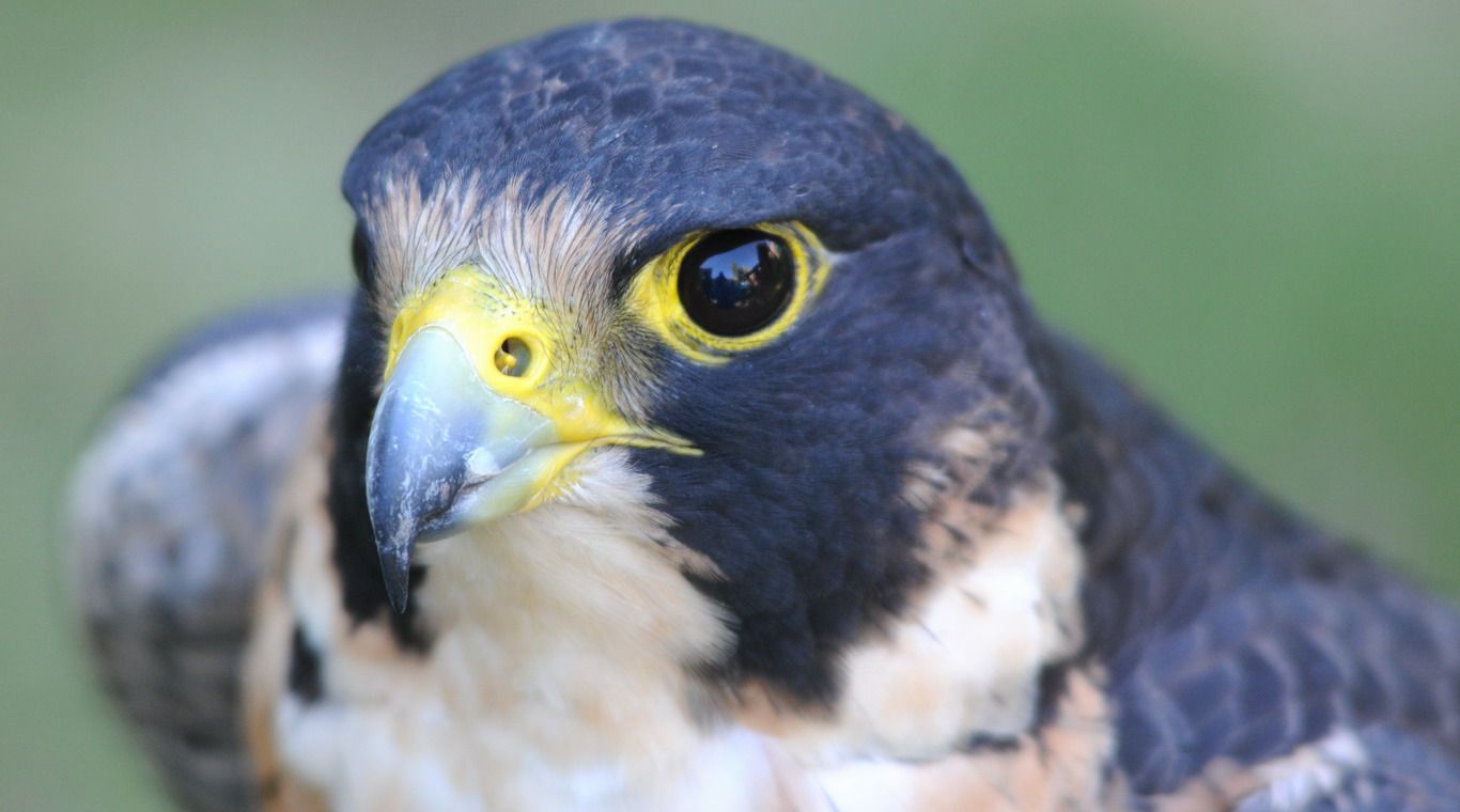 David Escudero aves rapaces halcón 5