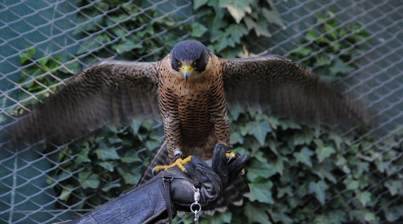 David Escudero aves rapaces 12