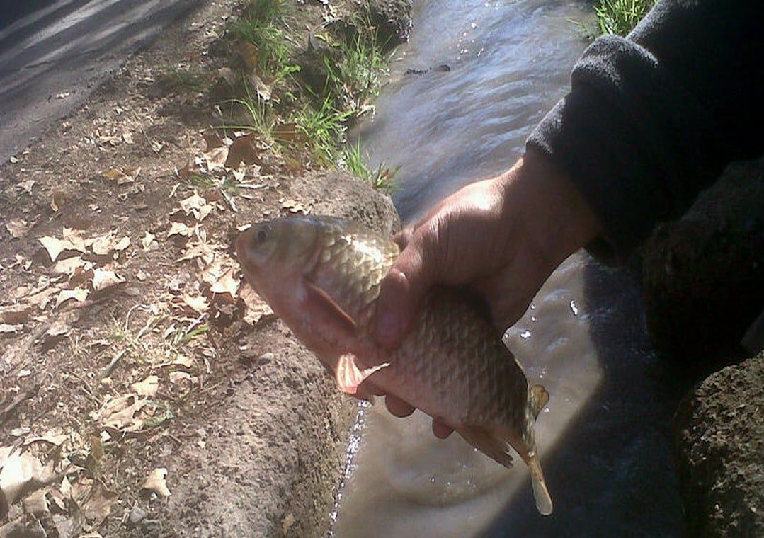 Peces en acequias