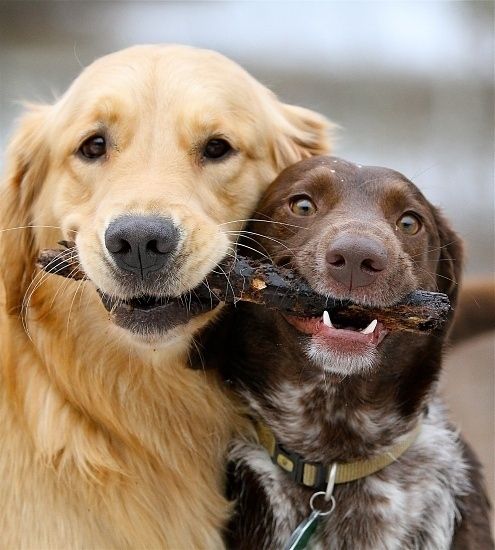 Animales - Compartir