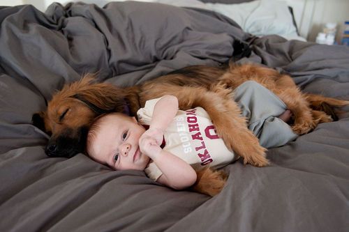 Animales - Amar