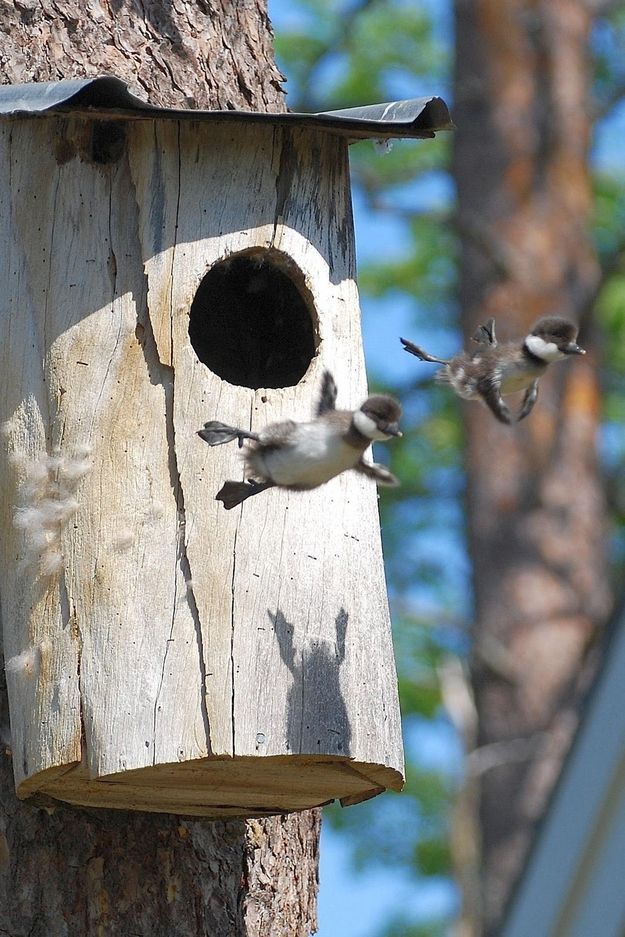 animales - ser libres