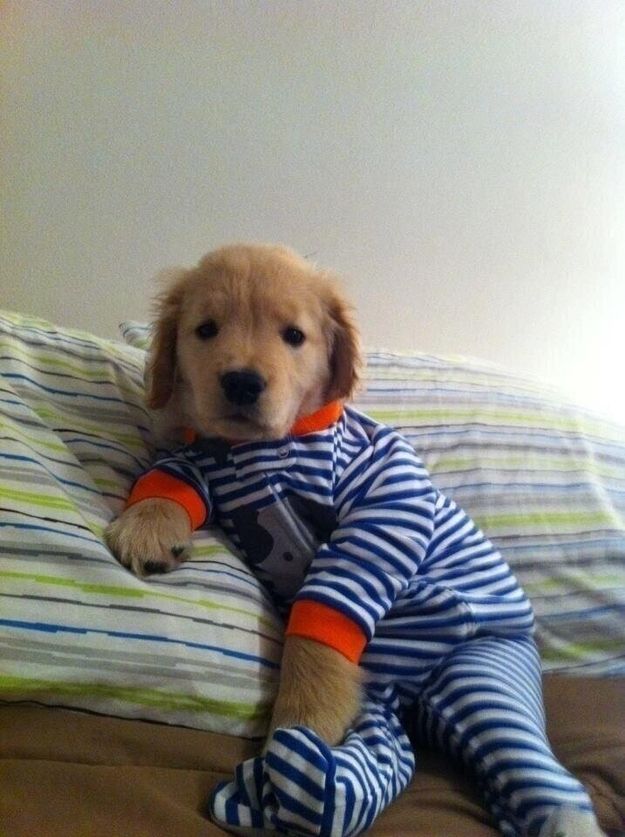 Animales Golden Retriever