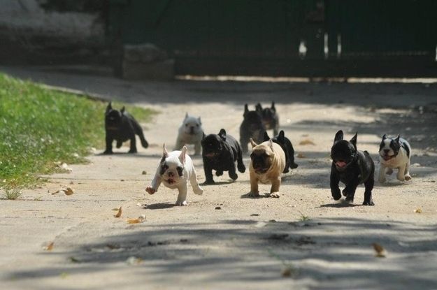 Animales - Amistad 2