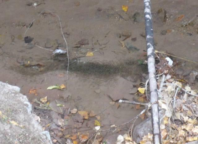 Peces lago del parque alevinos interior