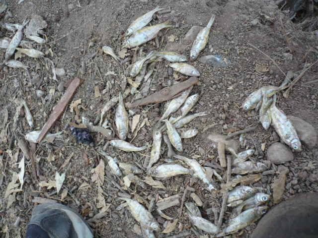 Peces muertos lago del parque interior