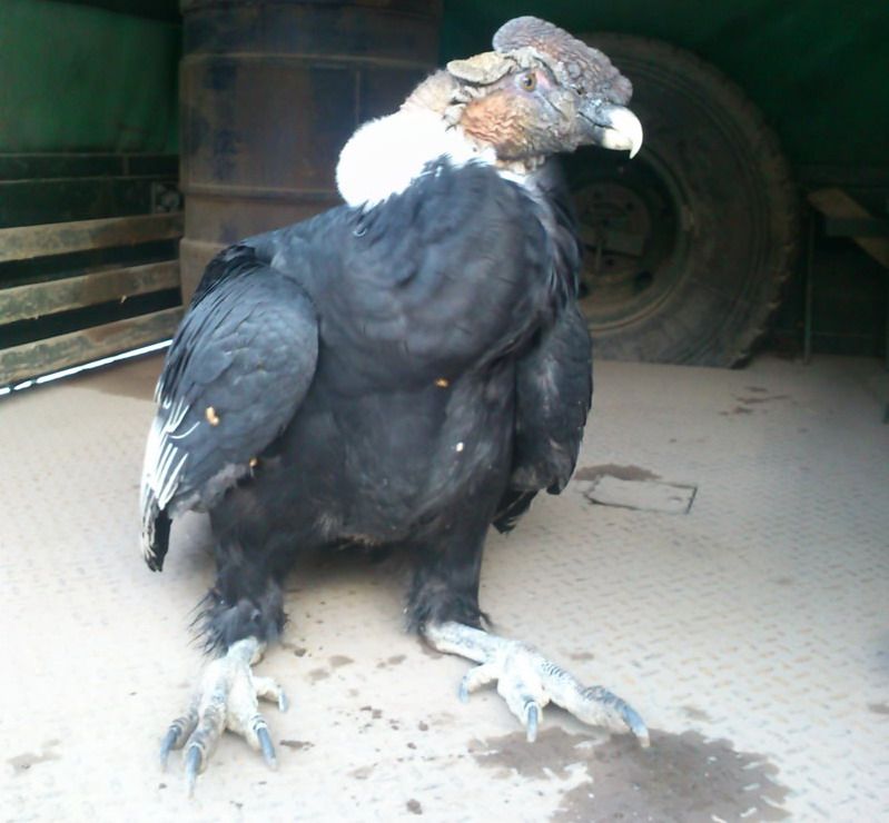 Condor Andino-Malargue- solo interior