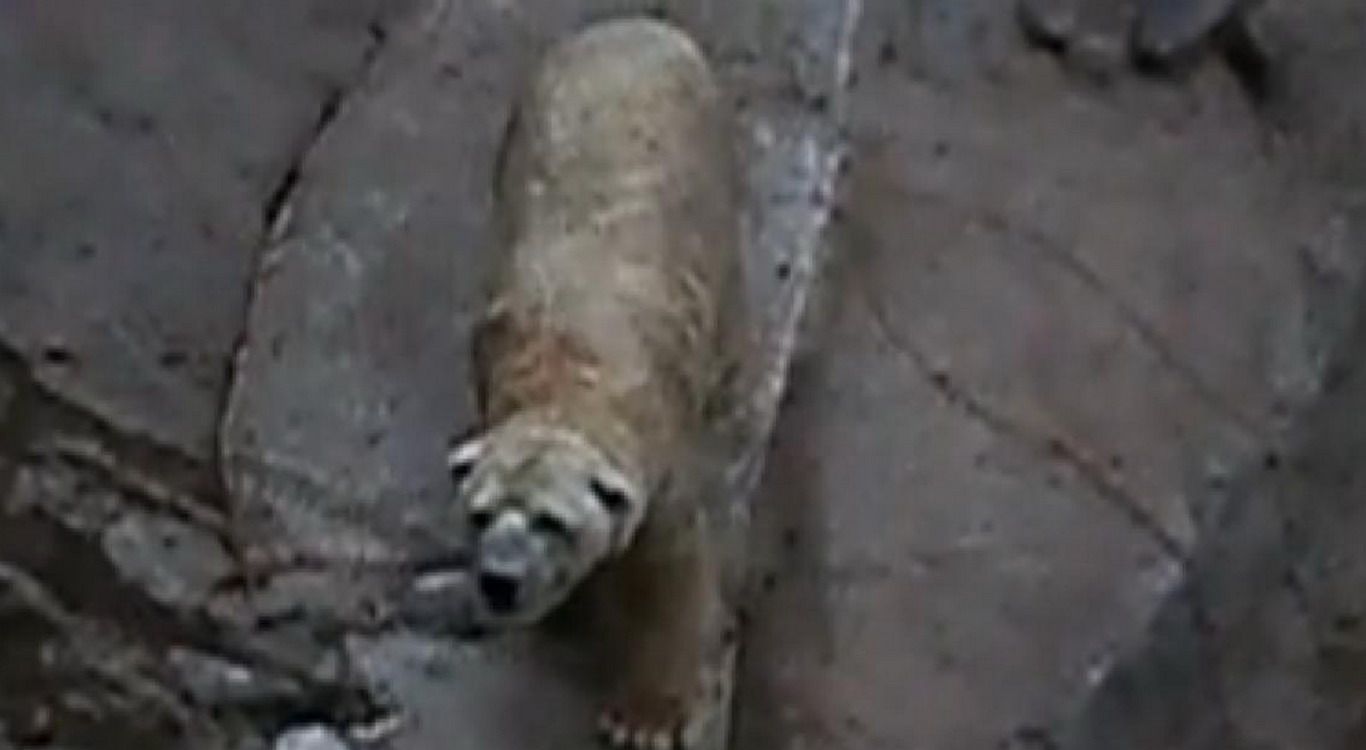 Oso arturo zoológico de mendoza new