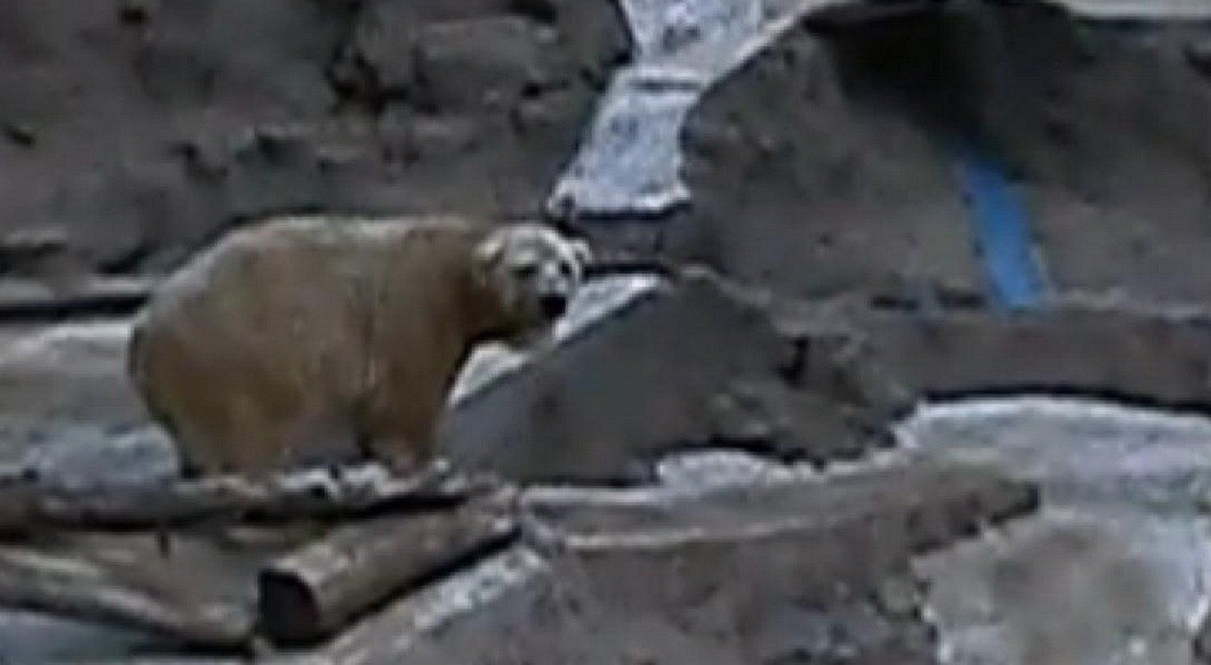 Oso arturo zoologico mendoza new