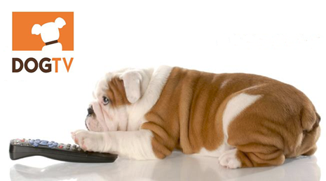 Directv dog-tv