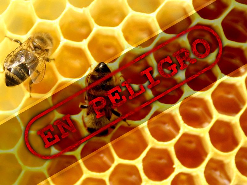Miel en-peligro