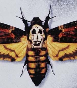 Mariposa voluptuosidades de la muerte