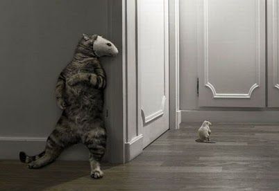 Cat shooting-action