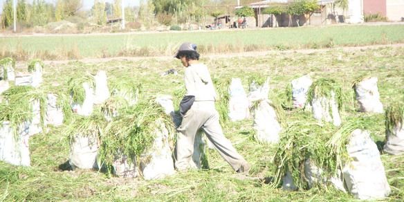 Trabajo-en-negro-trabajando-niño4
