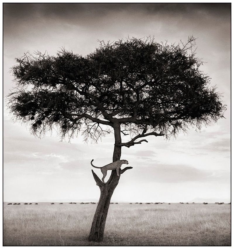 Nick Brandt 3